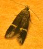 Aproaerema sp.